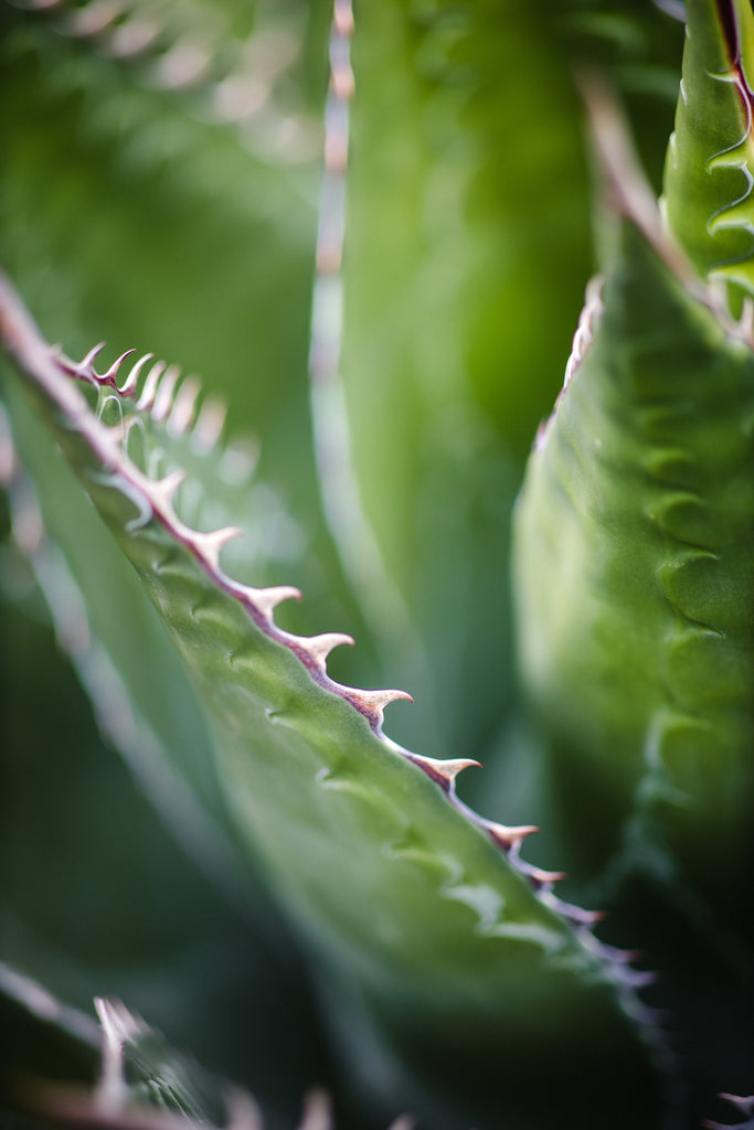 Why is aloe so great?