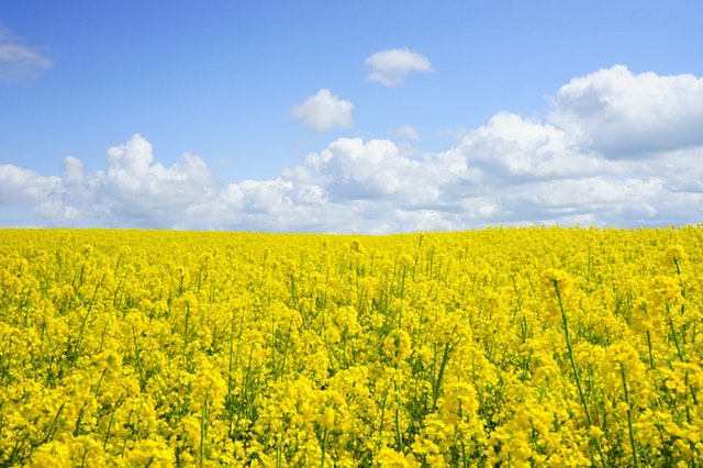 Mustard Foot Soak Recipe